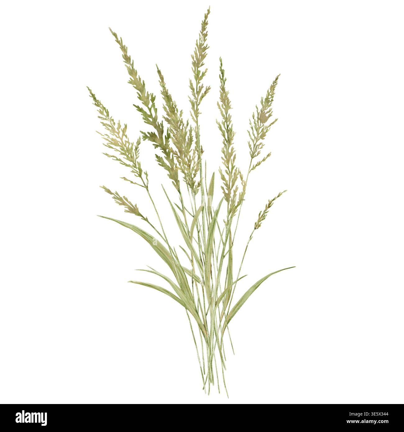 Marsh Ringelblume, Segge oder dünne Feige. Aquarellabbildung. Blumenstrauß getrockneter Wiesenblumen mit Blättern auf weißem Hintergrund Stockfoto