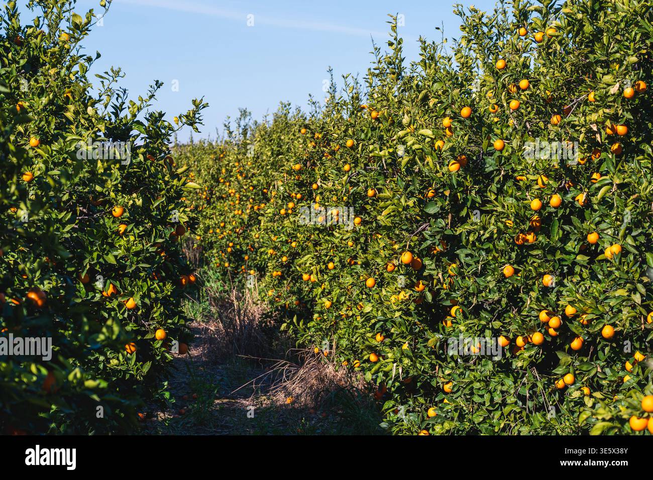 Orangengarten-Pfad umgeben von Reifen Zitrusbäumen Stockfoto