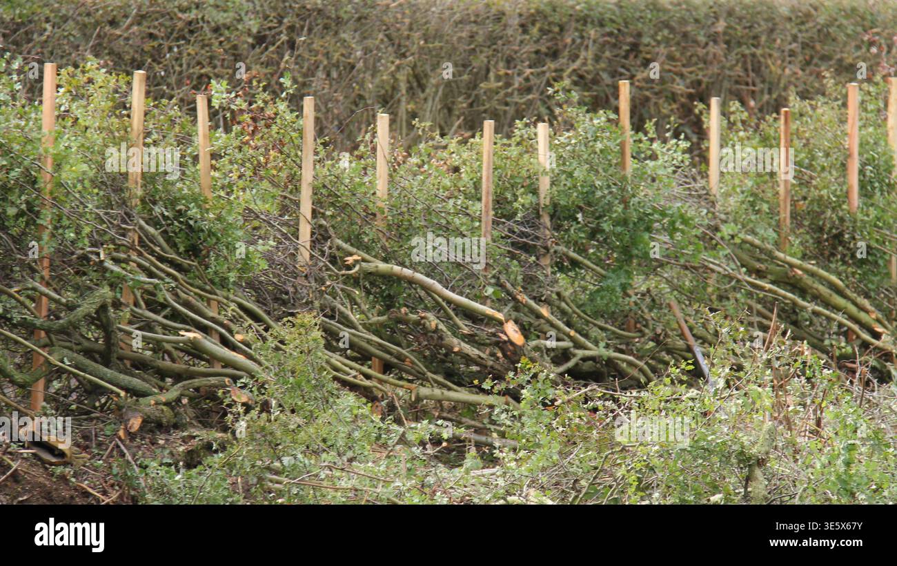Die Posts und Cut Branches einer Hedge Lay Boundary. Stockfoto