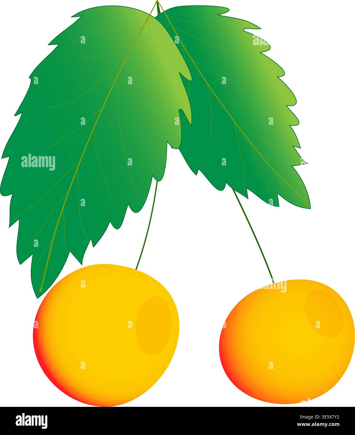 Paar gelbe Kirschbeeren mit grünen Blättern Vektorillustration auf transparentem Hintergrund. Symbol für frisches Bio-Obst für das Branding von Lebensmitteln Stock Vektor