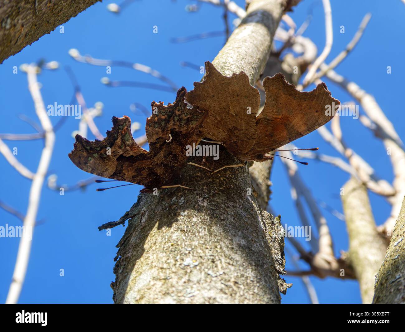 Komma-Schmetterlinge paaren sich auf Baumstamm vor klarem blauen Himmel Stockfoto
