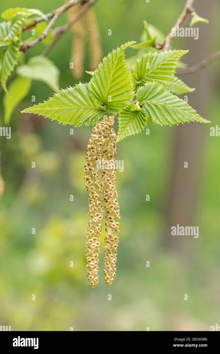 Betula ermanii Mount Zao McPHRM *** Betula ermanii Mount Zao McPHRM McPHRM Stockfoto