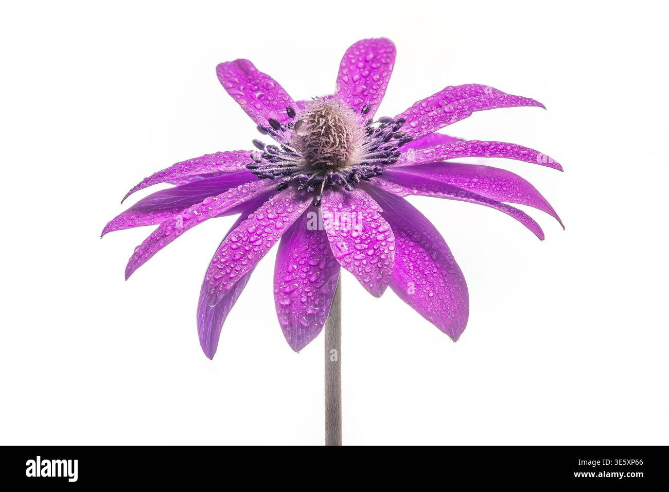Nahaufnahme einer Anemone hortensis-Blüte, allgemein als breitblättrige Anemone bezeichnet, bedeckt mit Tautropfen auf weißem Hintergrund Stockfoto
