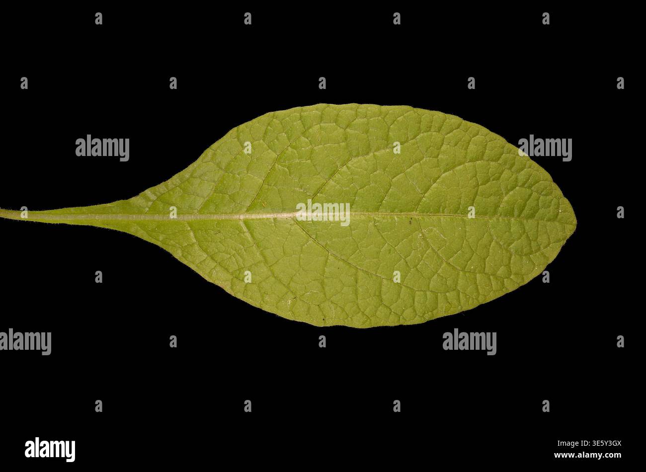 Elekampan (Inula helenium). Leaf-Nahaufnahme Stockfoto