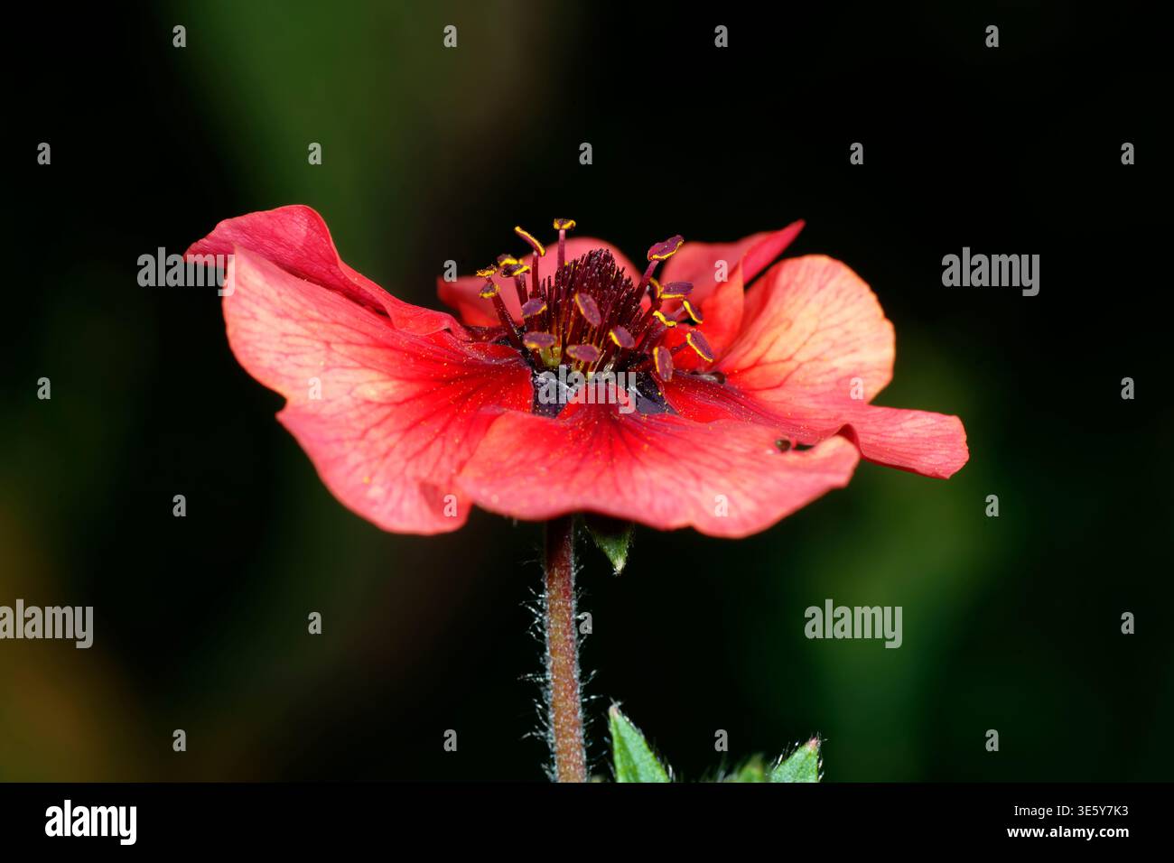 Nepal Cinquefoil - Potentilla nepalensis Rote Potentilla Blume vor dunklem Hintergrund Stockfoto