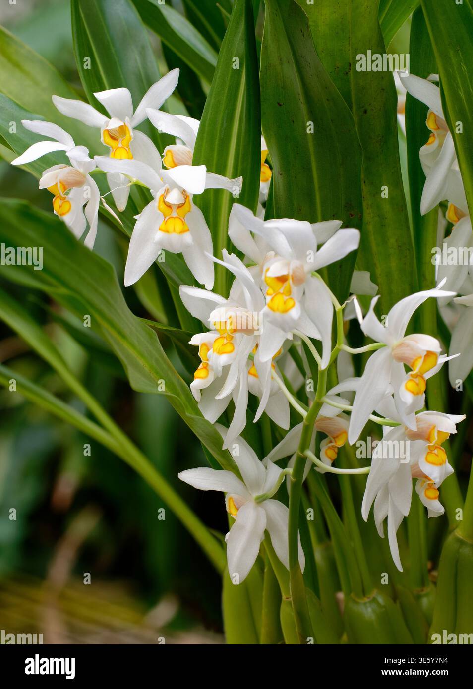 Shining Coelogyne Orchid - Coelogyne nitida, Coelogyne ochracea aus Nepal, Bhutan, Upper Myanmar, Indien, Bangladesch, China, Thailand und Laos Stockfoto