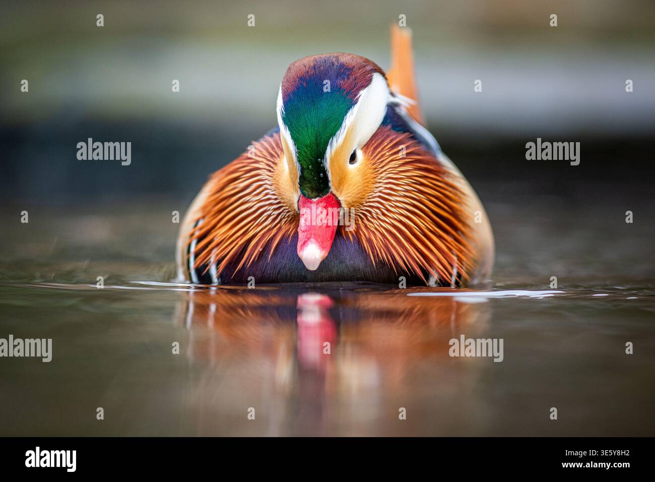 Bilder von Wildtieren und Wildvögeln von verschiedenen Orten des WWF UK. Die extravaganten Farben der Mandarinenente sind ein tolles Geschenk für Fotografen. Stockfoto