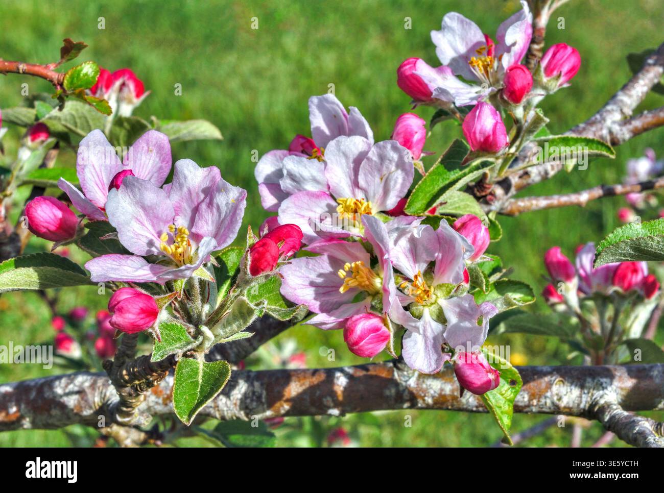 Apfelbaumblüte blüht im Frühjahr - Sud-Touraine, Frankreich. Stockfoto