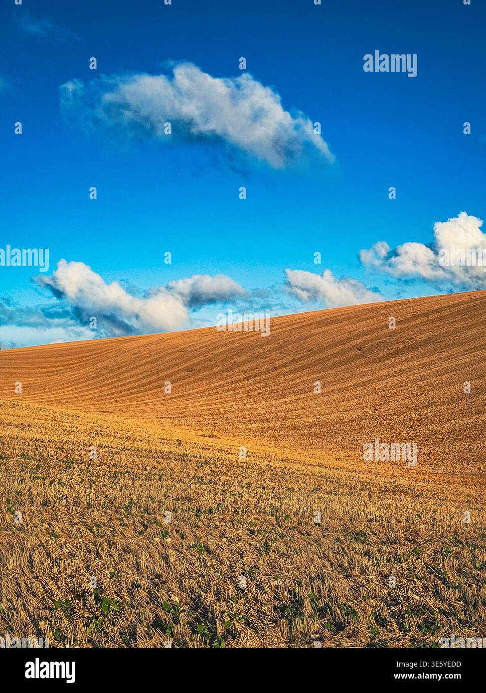 Mais-Feld Stockfoto
