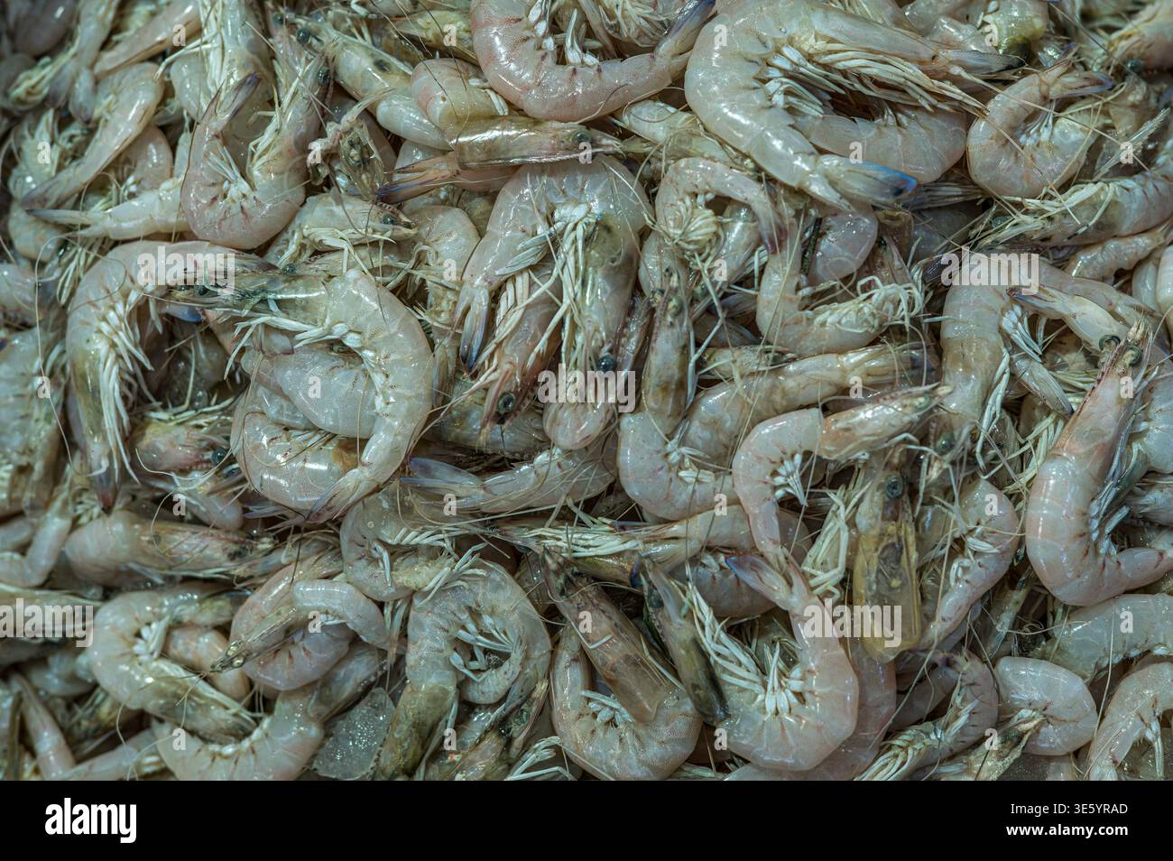 Hurghada, Ägypten, 16. März 2026: Ein Berg frischer, roher Garnelen aus dem Roten Meer, zum Verkauf auf dem lokalen Fischmarkt. Stockfoto