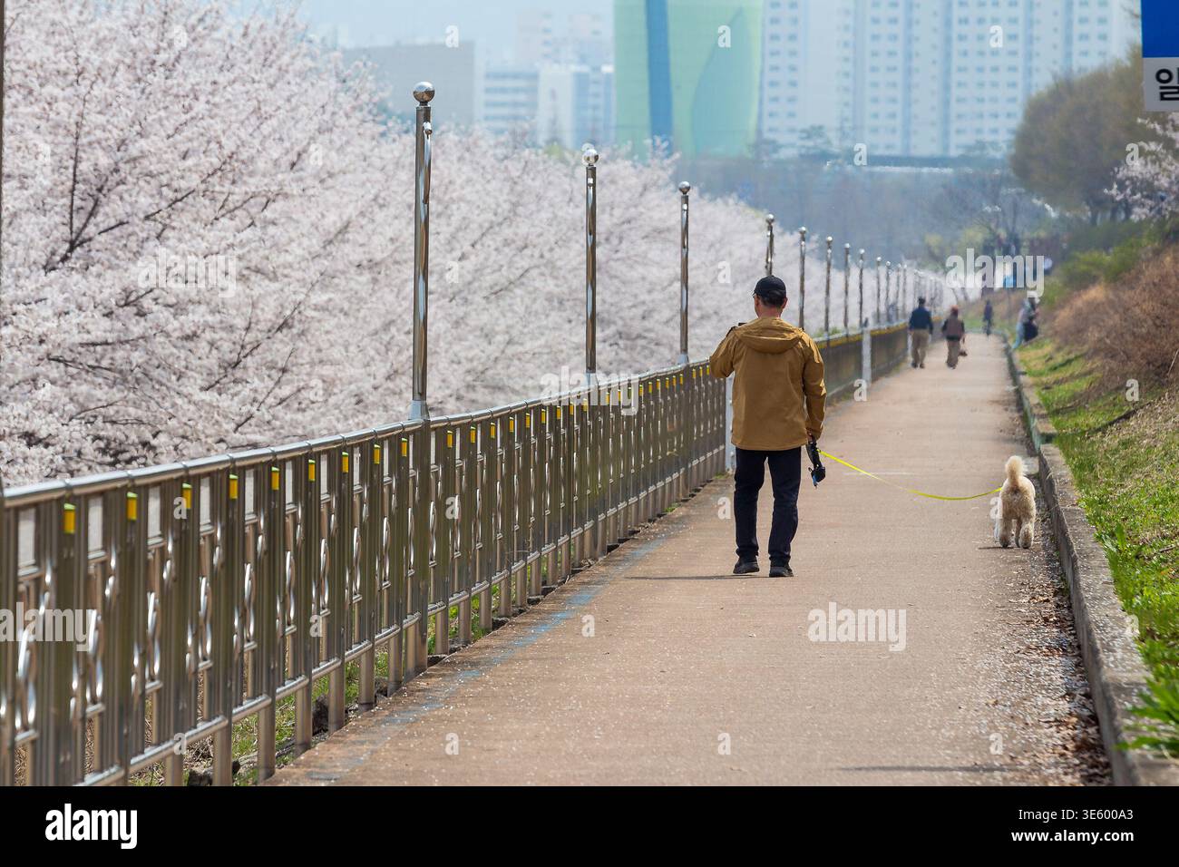 Ein Mann, der mit einem Hund auf einem Weg in Hanam City, Südkorea, läuft. Der Weg wird von einem Metallgeländer auf einer Seite und Kirschblüten begrenzt. Stockfoto