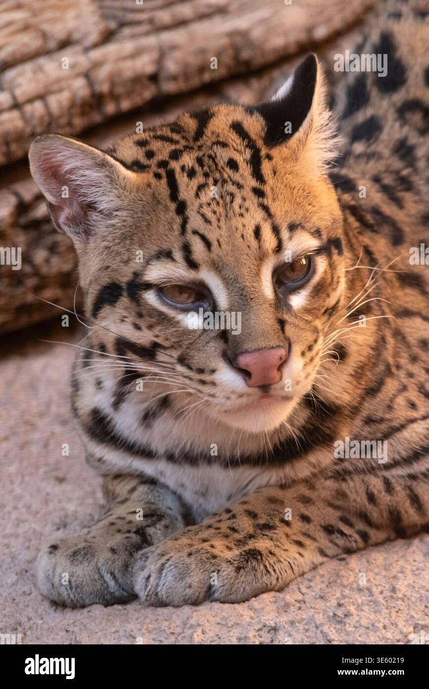 Nordamerika; USA; Arizona; Wildtiere; Katzen; Ozelot; Leopardus pardalis; Mittel- und Südamerika, seltene vorübergehende Südstaaten der USA; gesehen in Stockfoto