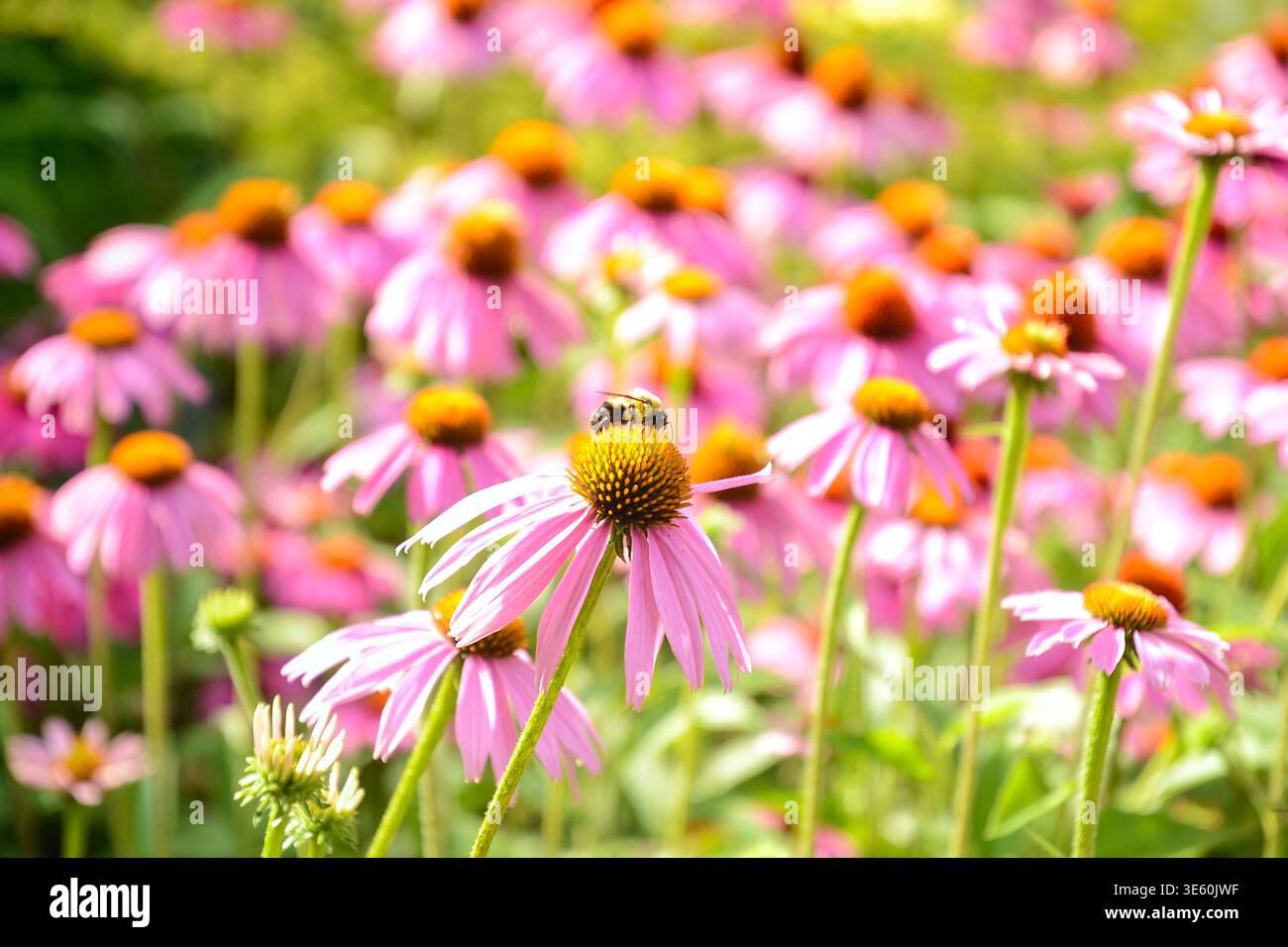Hummel auf einer Echinacea-Blüte (violetter Koneflor) an einem Sommertag. Stockfoto