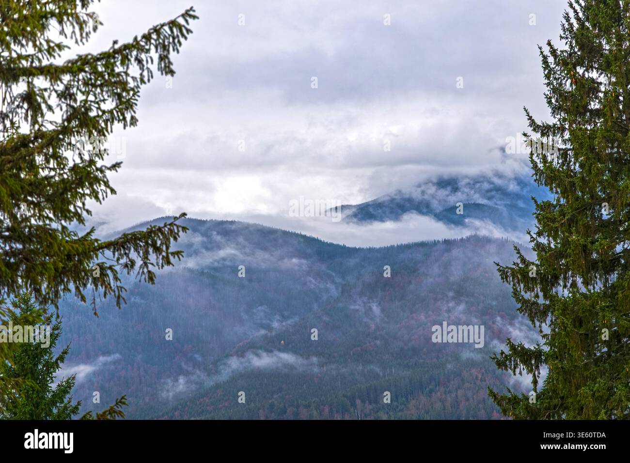 Nebeliger Bergwald, eingerahmt von Fichten. Moody Berglandschaft mit treibendem Nebel, dichtem Nadelwald und niedrigen Wolken umrahmt von hoher Fichte Stockfoto