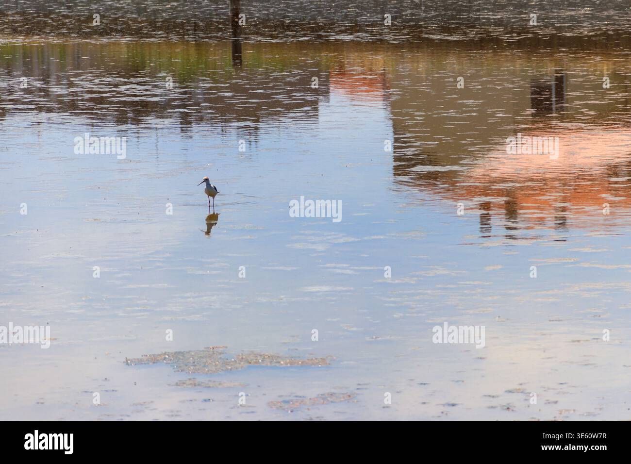 Schwarzflügelstelze (Himantopus himantopus) am See Stockfoto