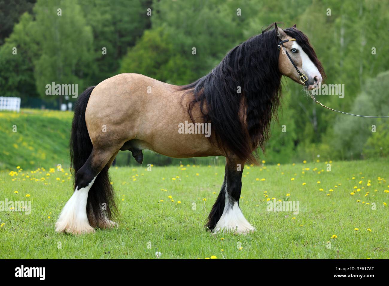 Tinkerpferd mit einer schönen Mähne im sommergrünen Naturporträt Stockfoto