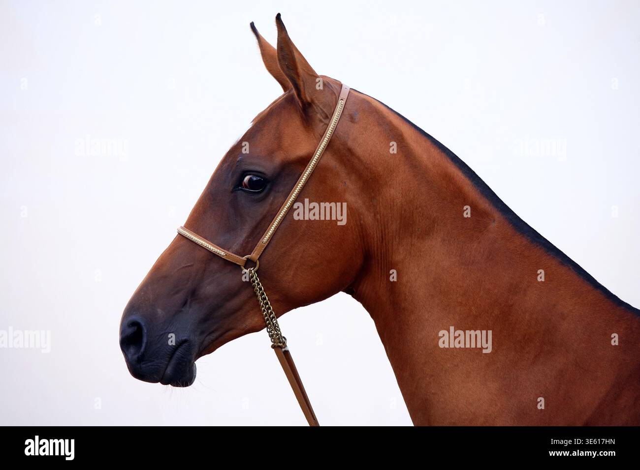 Akhal-teke-Pferdeporträt vor hellem Wandhintergrund Stockfoto