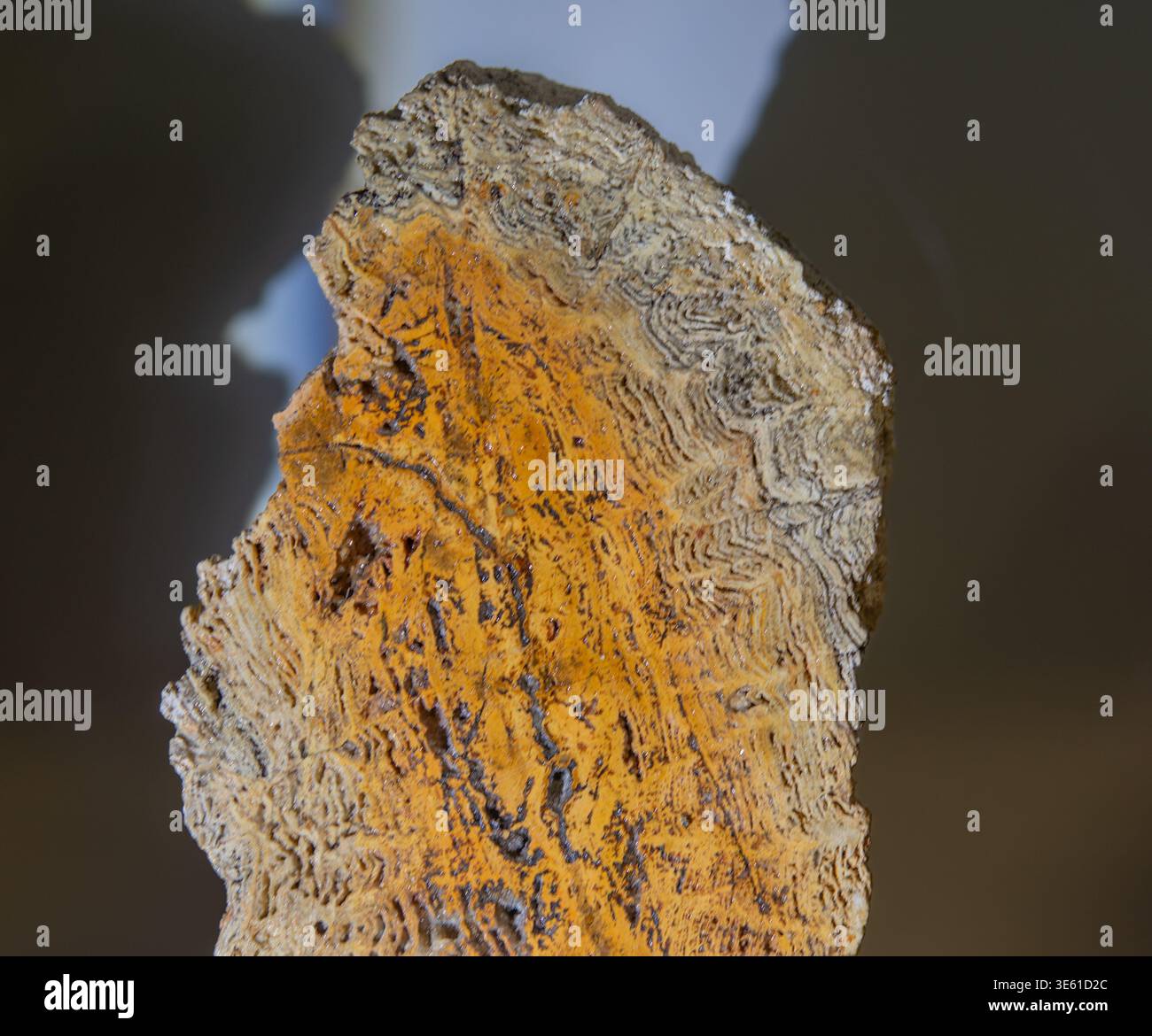 Schöne polierte Sektion einer blauen Quarzgeode mit natürlichen konzentrischen Bändern aus Brasilien, ausgestellt auf einem Stand. Stockfoto