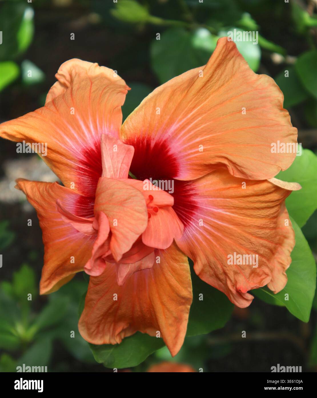 Doppelt blühende Hibiskusblüte (Hibiscus rosa-sinensis) in warmen Aprikosen- und Korallentönen mit tiefem Karmesinkern, tropischer Garten. Stockfoto