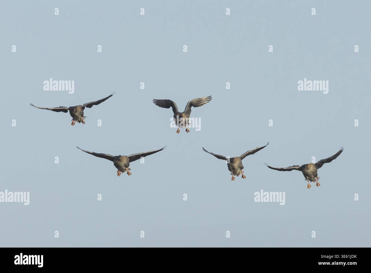 Rosafußgans (Anser brachyrhynchus) fünf ausgewachsene Gänse fliegen im Winter an Land, Norfolk, England, Vereinigtes Königreich Stockfoto