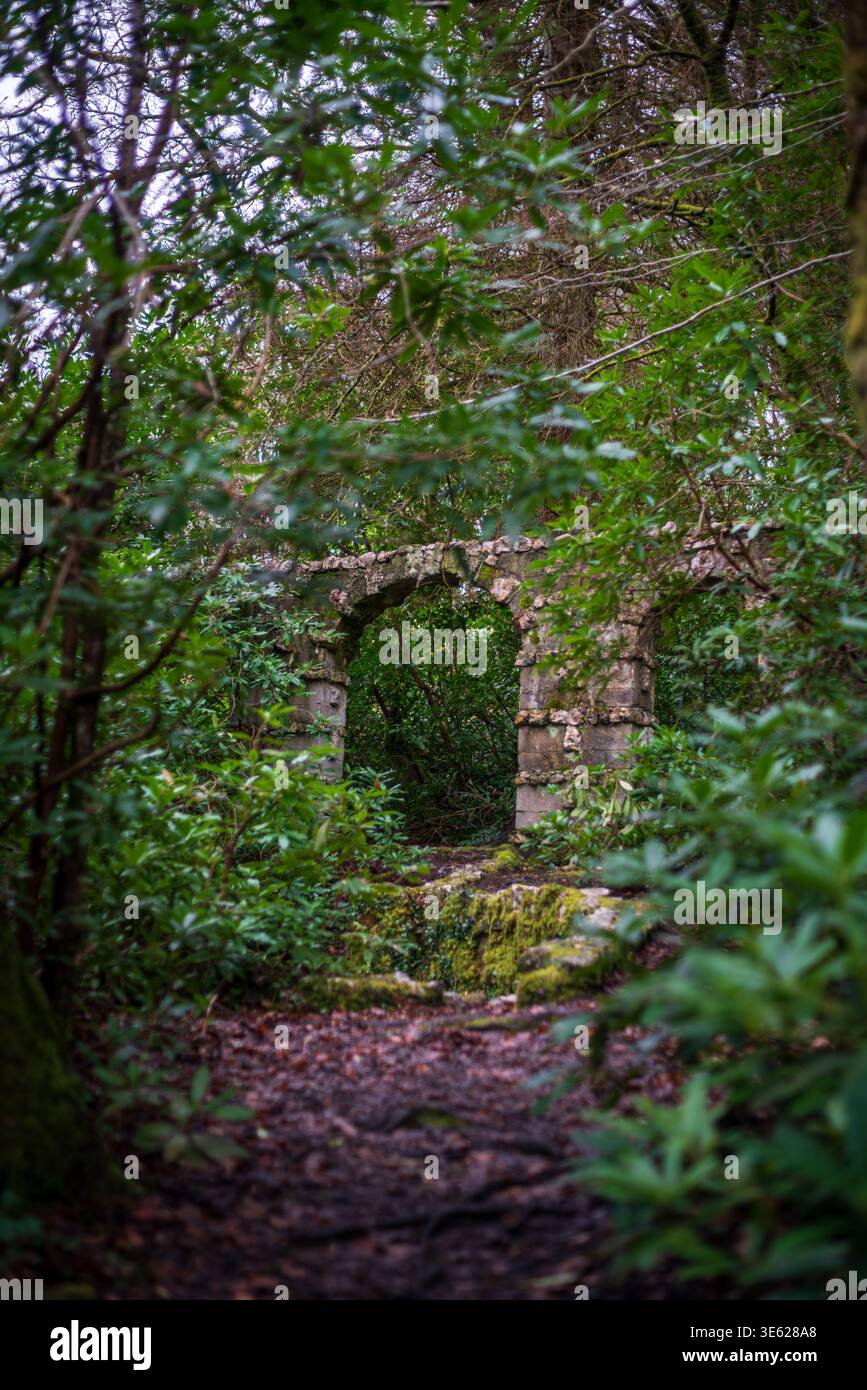 Bewachsene Steinruine in dichten Wäldern in Cornwall, Großbritannien, umgeben von üppig grünem Laub Stockfoto