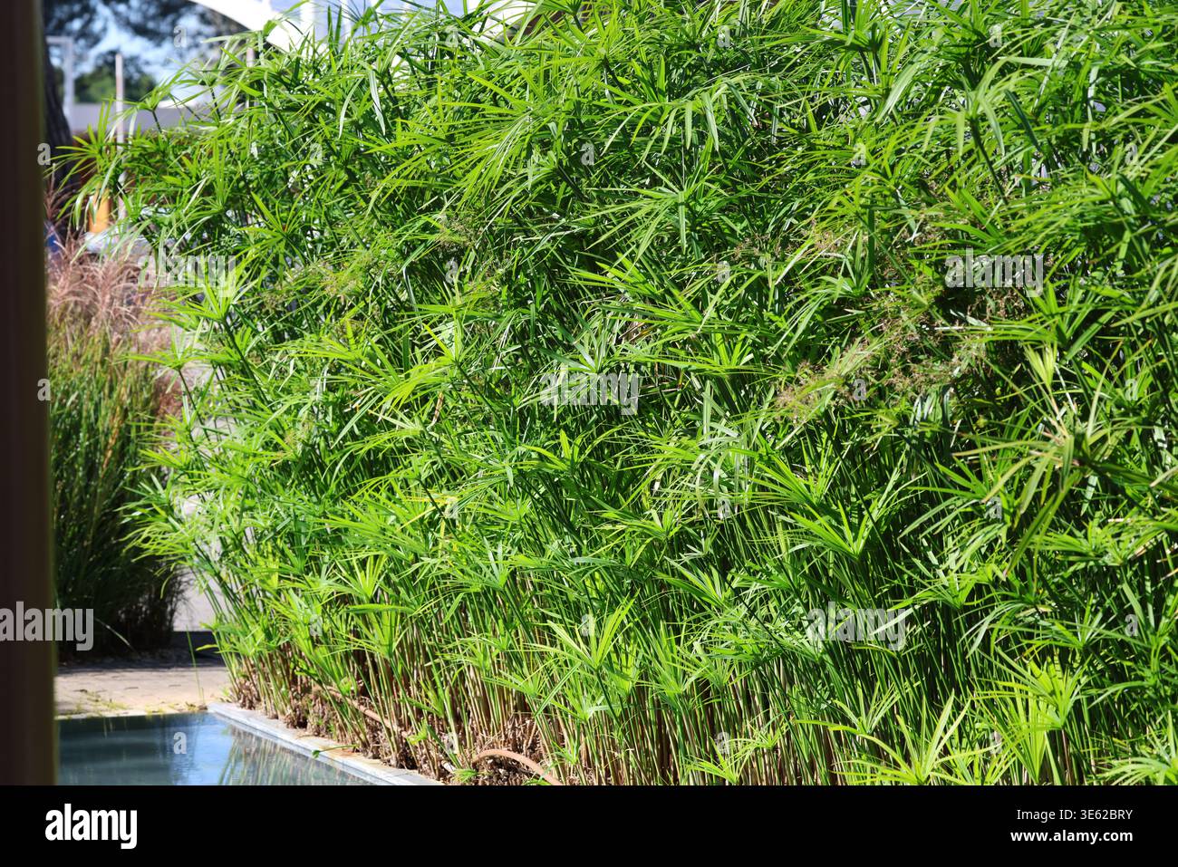 Hochauflösendes Bild von dichter grüner Hecke mit Bambuspflanzen, die im Freien bei hellem Tageslicht einen natürlichen Privatbildschirm bilden. Stockfoto