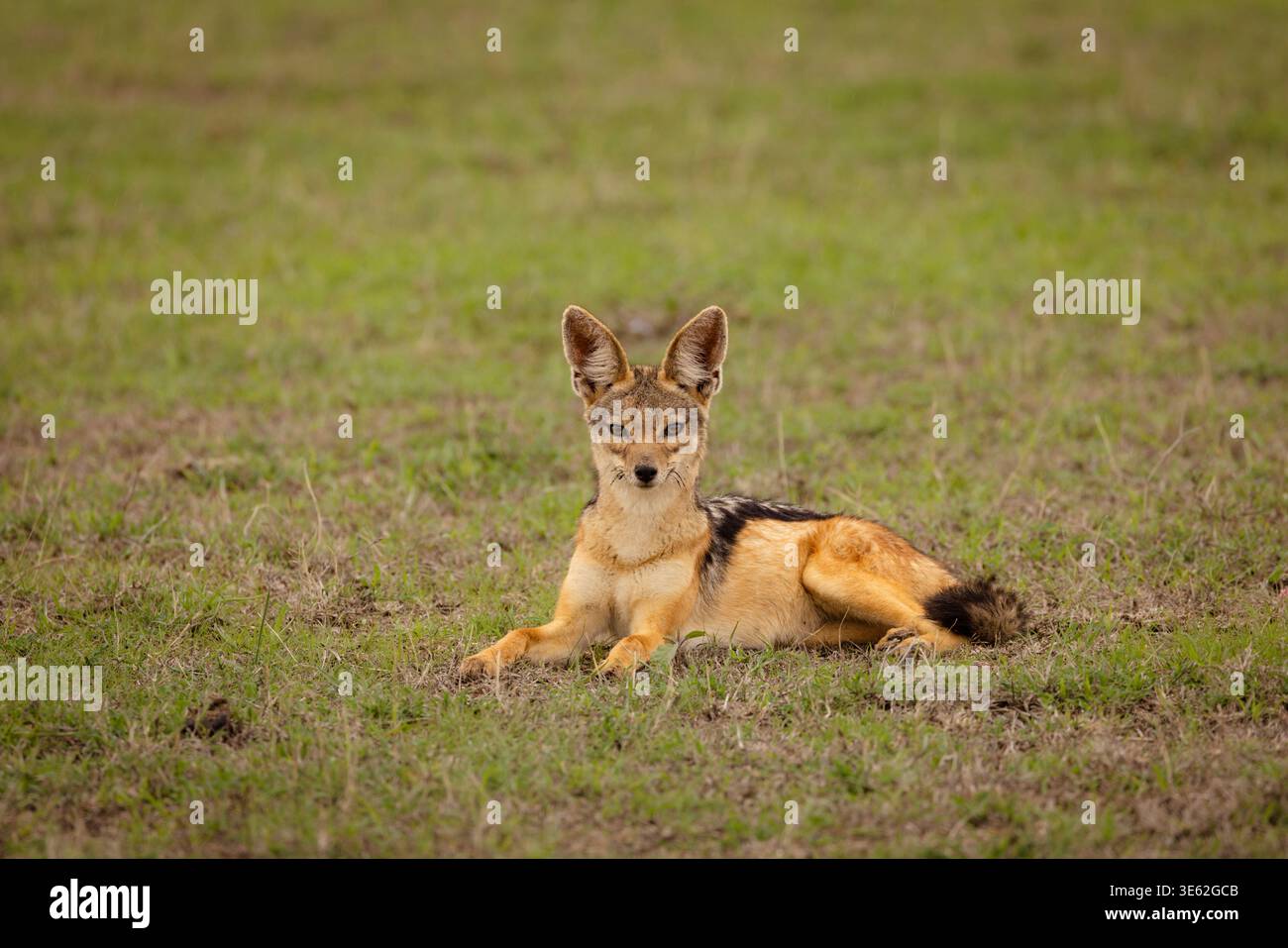 Schwarzer Schakal (Canis mesomelas), auch bekannt als der silberfarbene oder rote Schakal, Kenia. Stockfoto