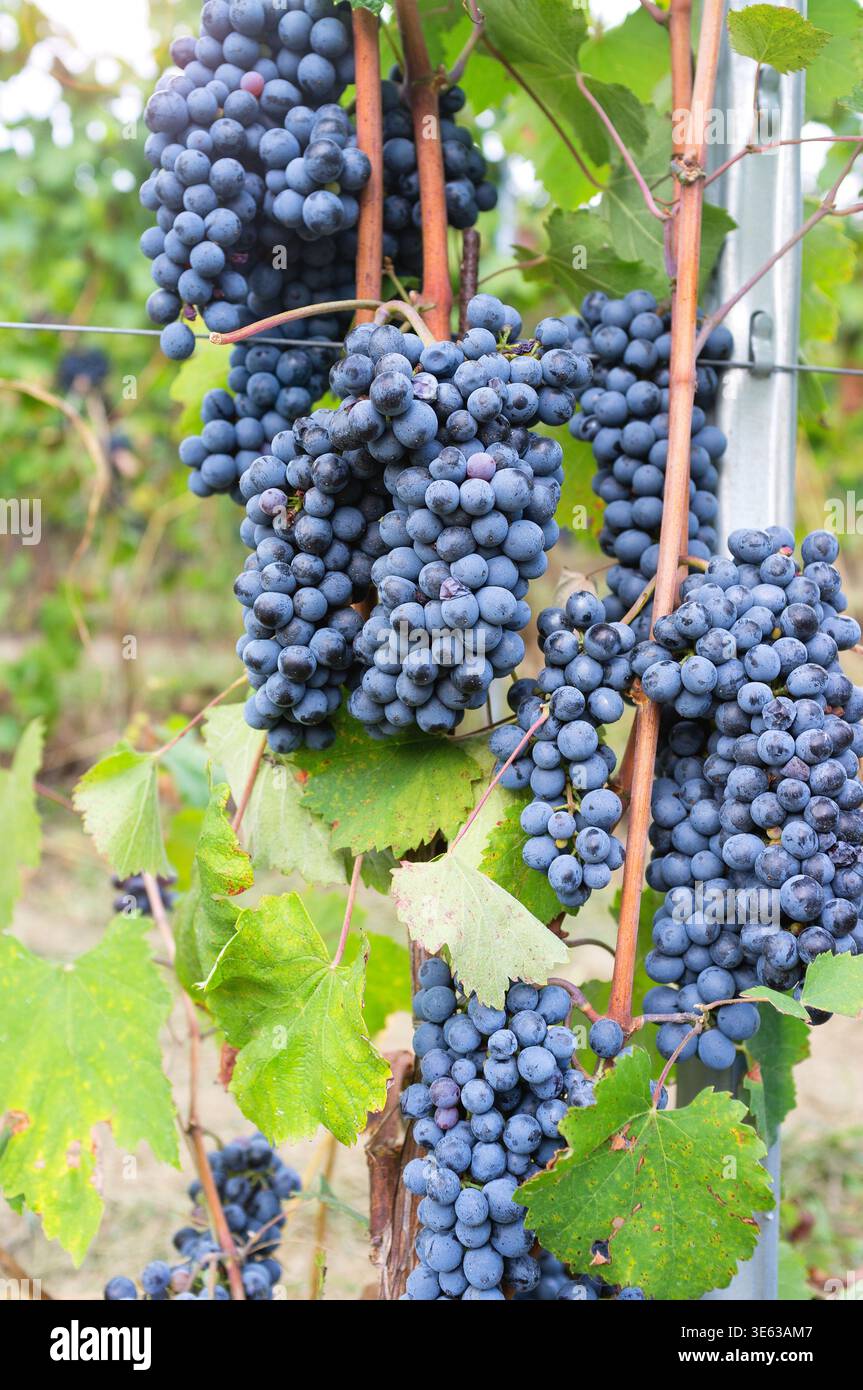 Reife Trauben, die zur Ernte bereit sind, in der Weinbauregion Langhe (piemont, Norditalien). Stockfoto