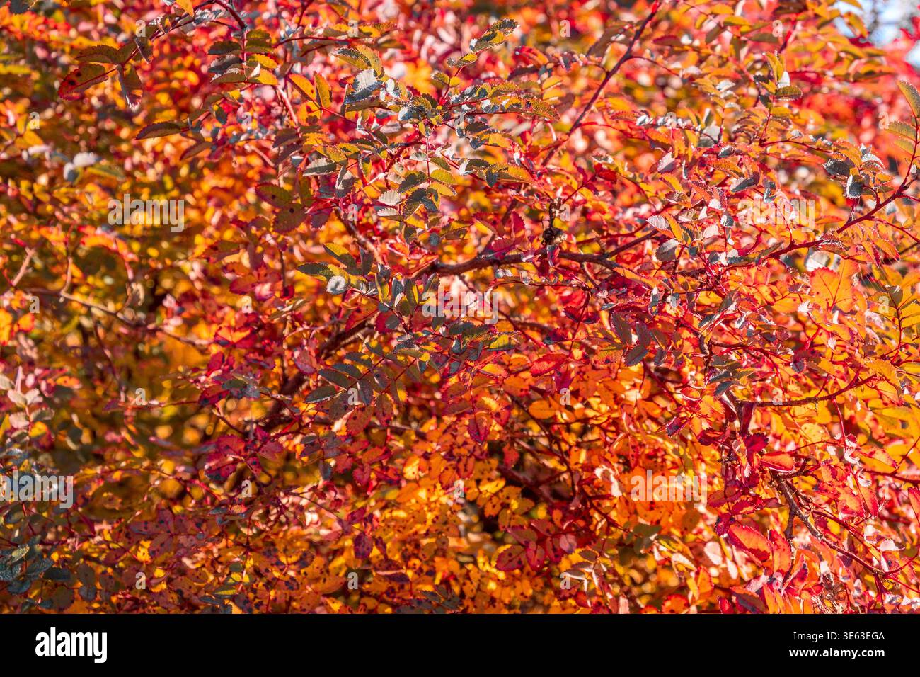Bunte Blätter während der Herbstsaison mit warmem Sonnenlicht von hinten. Stockfoto