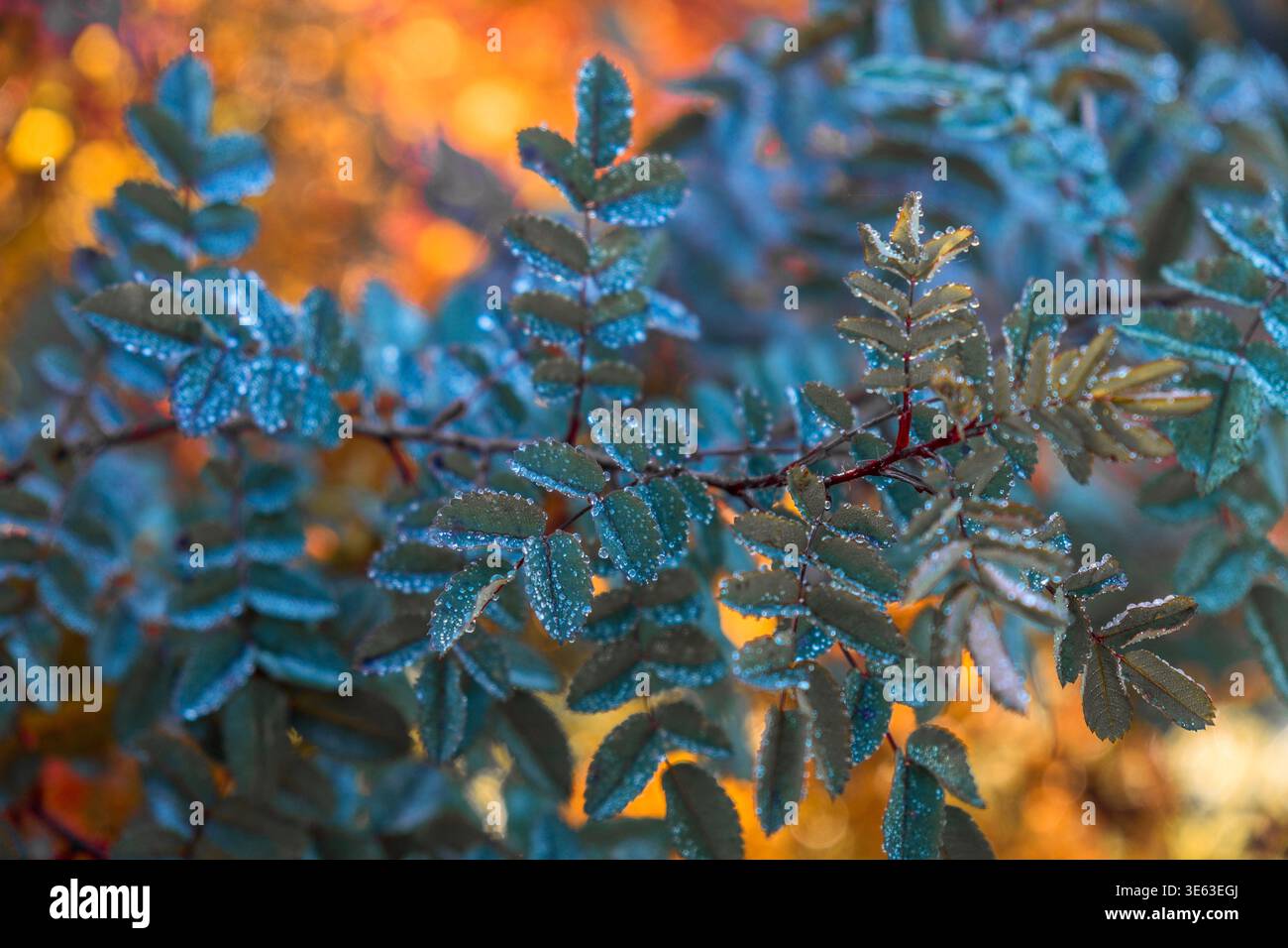 Nahaufnahme von Eis und Frost an einer Laubpflanze Stockfoto
