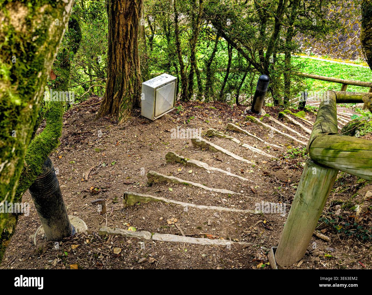Eine steile Treppe aus Erde und dicken Holzstämmen, die durch einen dichten Wald hinunter führt. Die Treppen sind von Bäumen umgeben, die mit grünem Moos bedeckt sind, cre Stockfoto