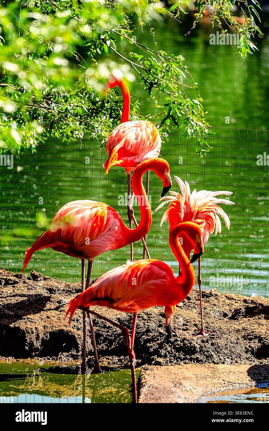 Herde von rosa Flamingos im Zoo Stockfoto