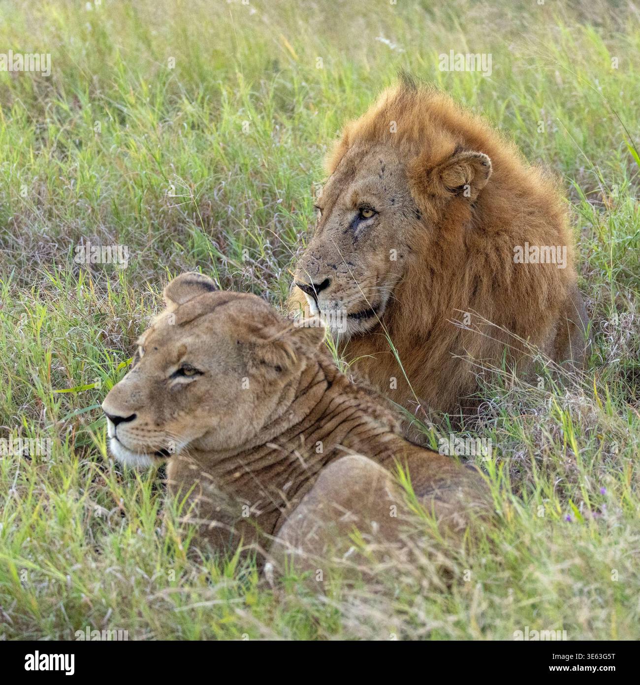 Zwei Löwen, männlich mit Mähne und weiblich, zusammen, entspannend Stockfoto