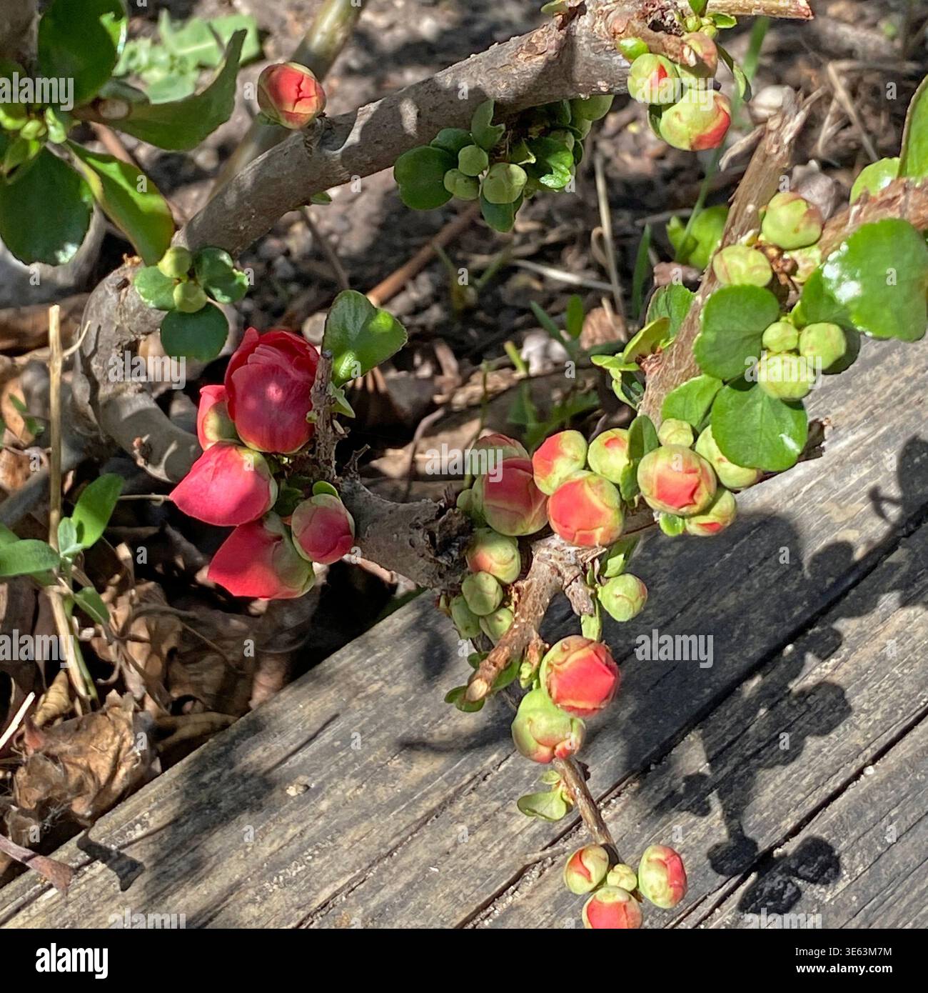Nahaufnahme eines Zweigs einer blühenden Quitte, gefüllt mit einer Fülle von rot-orangen Blütenknospen, im April in Trevor, Wisconsin, USA - Smartphone-aufgenommenes Stockfoto