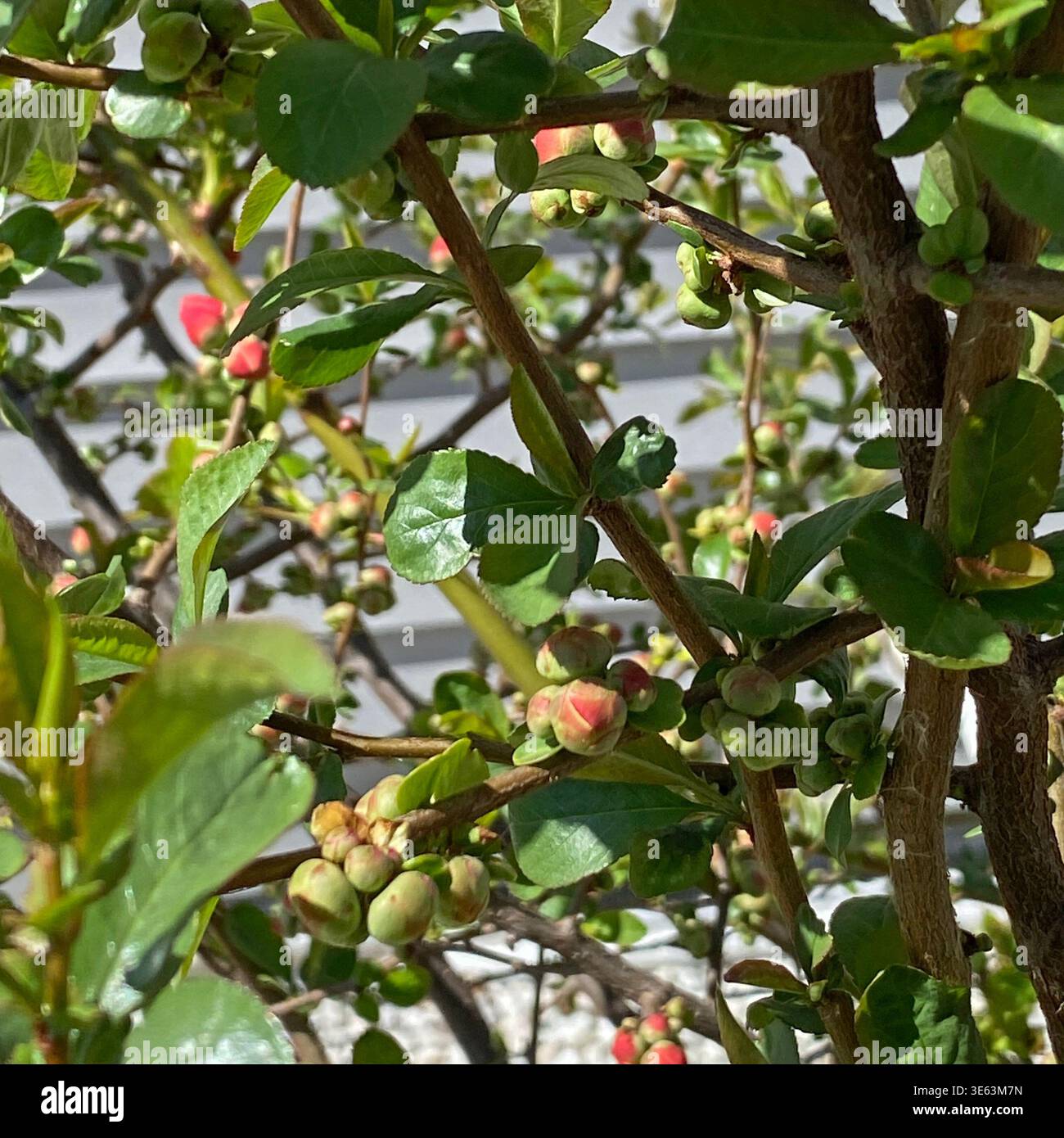 Von einer blühenden Quitte, gefüllt mit einer Fülle von rot-orangen Blütenknospen, im April in Trevor, Wisconsin, USA, in die Zweige blicken. mit selec - Smartphone-aufgenommenes Stockfoto