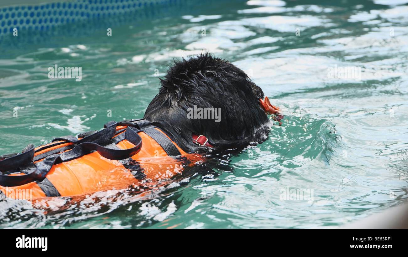 Schwarzhundeschwimmen mit Schwimmweste während der tierhydrotherapeutischen Rehabilitation Stockfoto