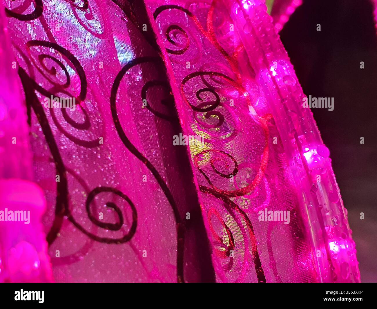 Makrofoto in extremer Nahaufnahme mit leuchtenden, durchscheinenden, magentarosa dekorativen Flügeln oder Stoff mit komplizierter schwarzer Spirale und Stockfoto