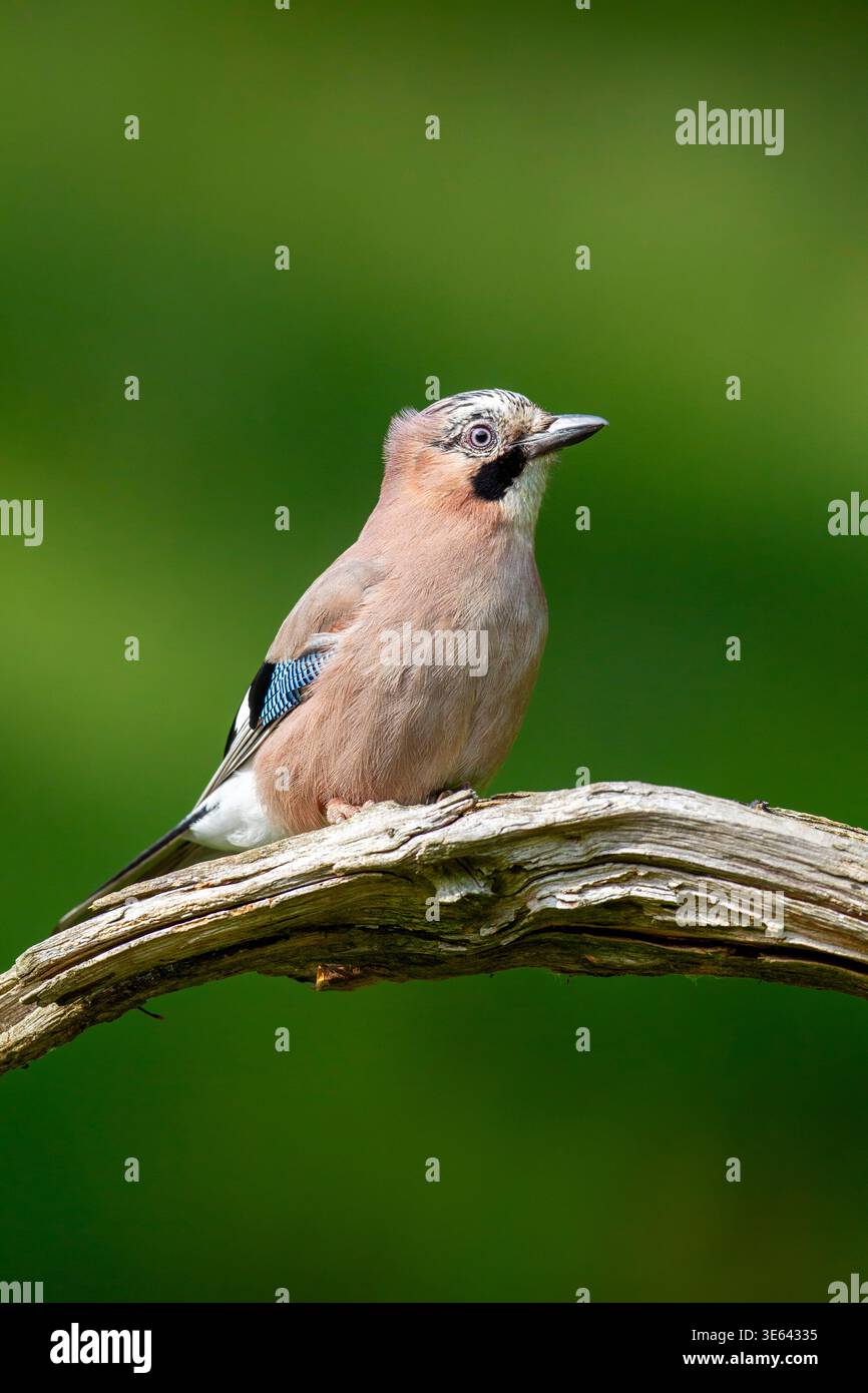 Jay, Garrulus glandarius, auf einem verrotteten Holzzweig, Schottland, Großbritannien Stockfoto