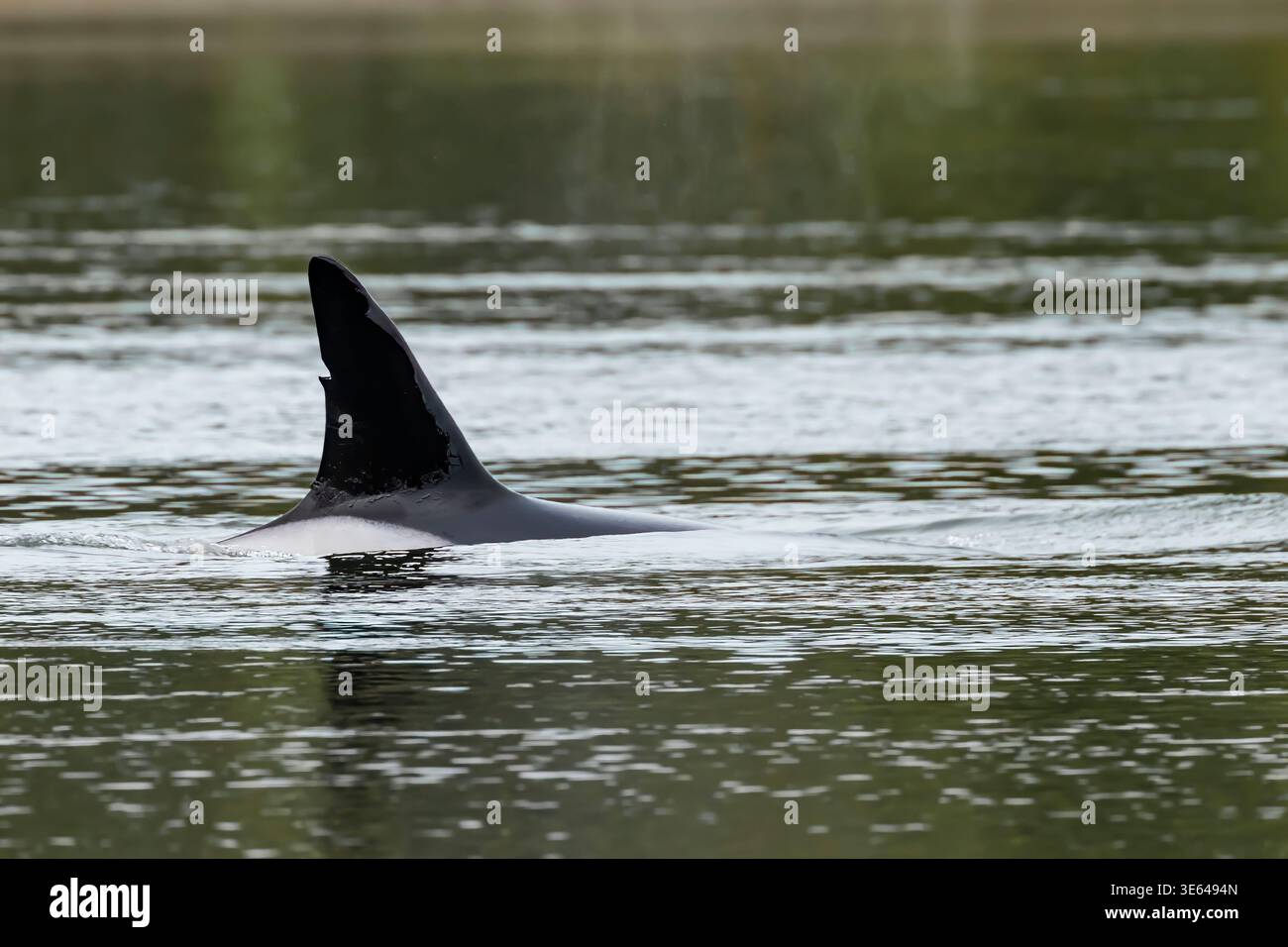 Bigg's Transient Killer Whale, Orcinus Orca, Weibchen in Pod am Puget Sound, Mason County, Washington State, USA Stockfoto