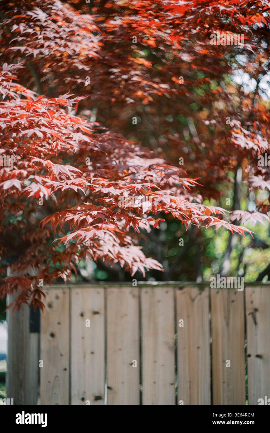 Toronto, Kanada - 25. Juni 2025: Friedliche Vorstadtlandschaft Mit Lebendigem Red Maple Stockfoto