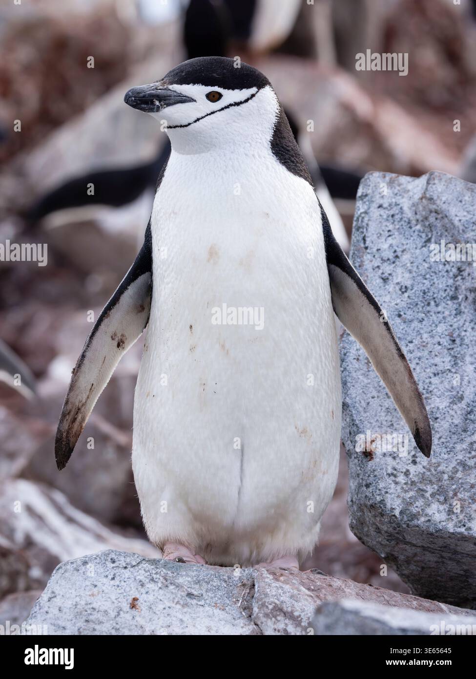Kinnpinguin am Palaver Point, 2 Hummock Island, Antarktis Stockfoto