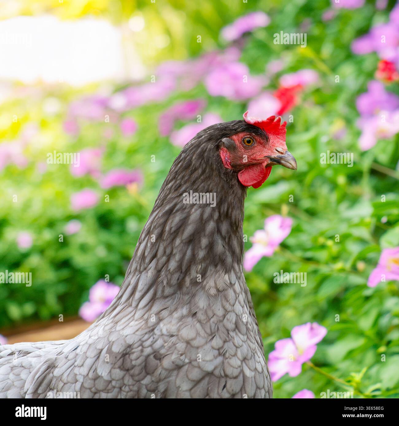 Blaues Huhn draußen, Hühnchen in Blumen Stockfoto
