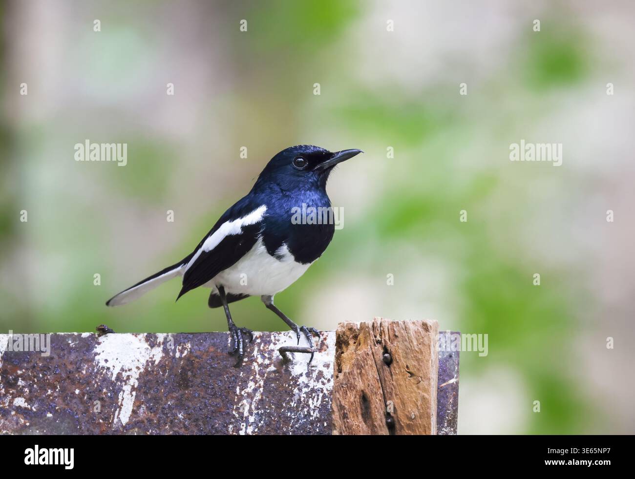 Nahaufnahme eines männlichen orientalischen elsterrodelvogels. Dieses Foto wurde aus Bangladesch aufgenommen. Stockfoto
