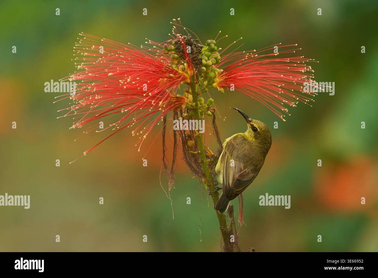 Verzierte sunbird Cinnyris ornatus weiblicher Nektar auf roter Calliandra puderpuff-Blüte, olivgelbes Gefieder, gebogener Schnabel, warmes grün-oranges Bokeh-Backg Stockfoto
