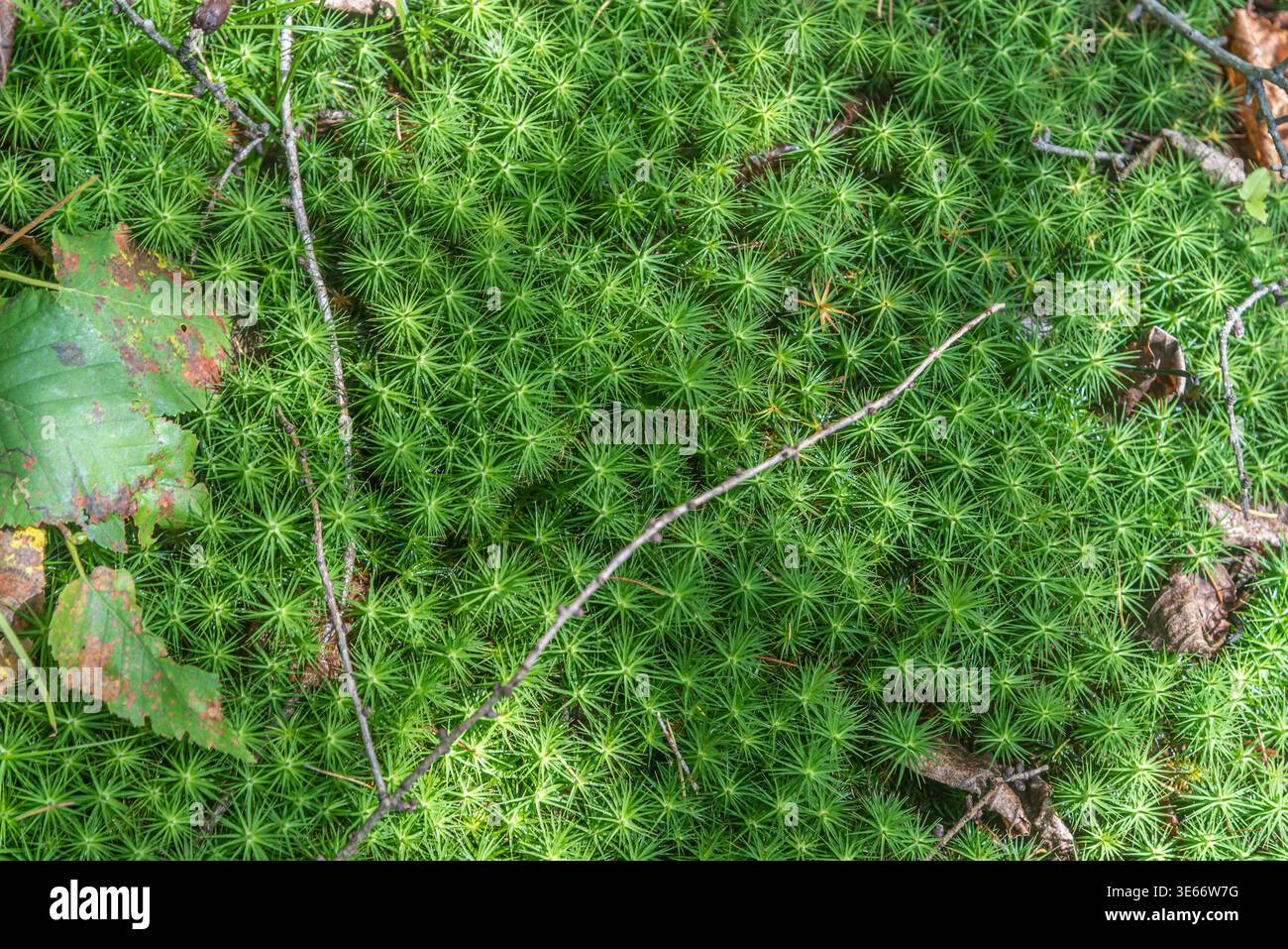 Polytrichum commune, (Gemeine Haarmütze, großes goldenes Maidenhaar, gemeines Haarmütze-Moos) Stockfoto