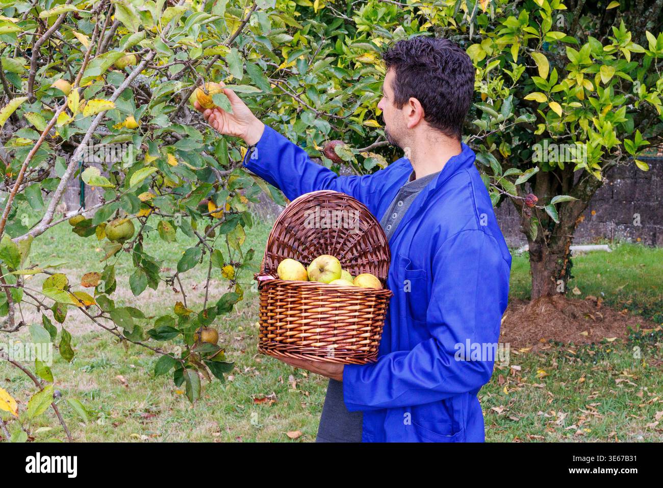 Mann in blauem Mantel, der gelbe Äpfel von einem Zweig auf einem Apfelbaum pflückt und einen Korb hält, der mit frisch geernteten Früchten gefüllt ist Stockfoto