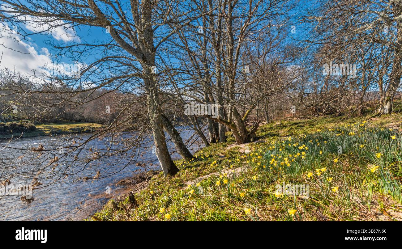 River Dee Aberdeenshire Schottland Cambus O May im Frühling Narzissen wachsen wild am Ufer des Flusses Stockfoto