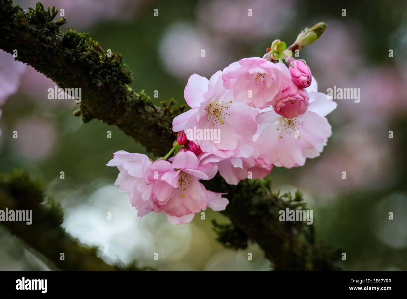 Nahaufnahme von Kirschblüten auf einem Baum Stockfoto