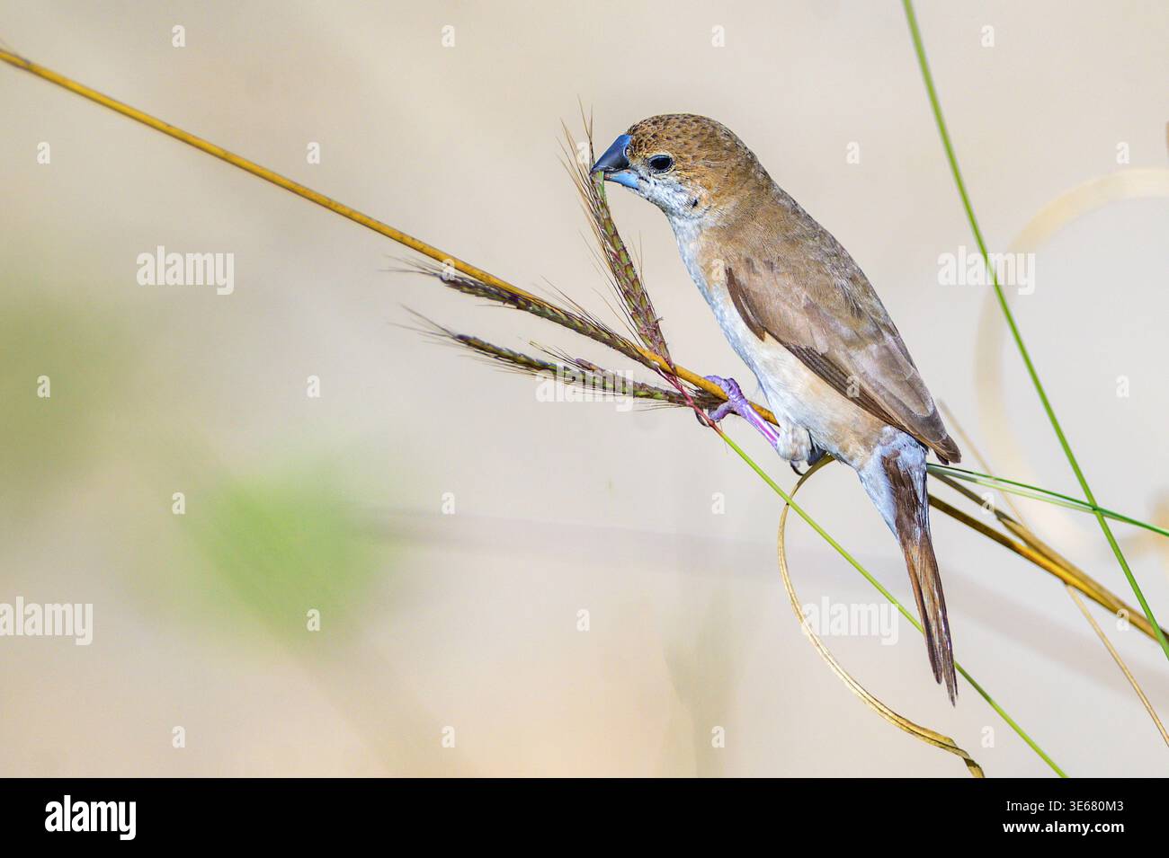 Indischer Silberschnabel (Euodice malabarica), der sich von Grassamen ernährt. Foto von Jim Corbett NP, Uttharakhand, Indien. Stockfoto