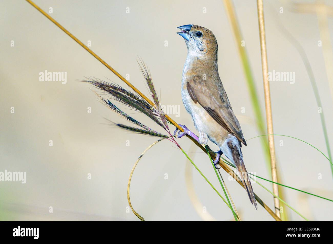 Indischer Silberschnabel (Euodice malabarica) aus Jim Corbett NP, Uttharakhand, Indien. Stockfoto